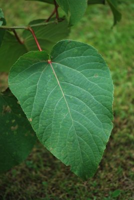Populus lasiocarpa - topol chlupatý - list